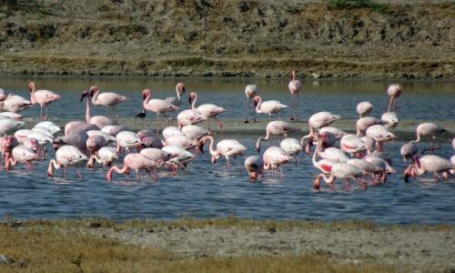 Bird Sanctuary Kutch